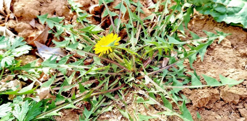 自帶“青霉素”的4種菜，中老年人春天經(jīng)常吃，提高免疫力少生病