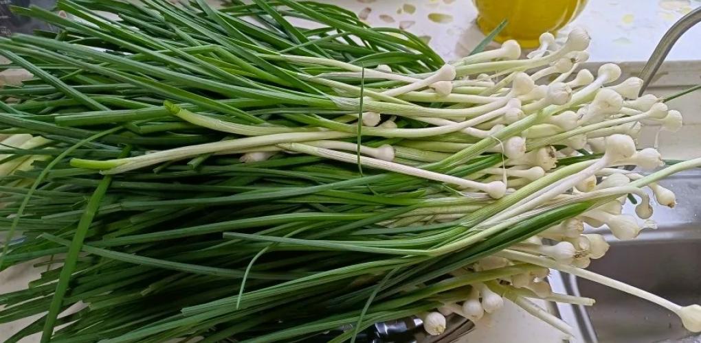 自帶“青霉素”的菜，全身是寶！建議：春天經(jīng)常吃，強免疫少生病