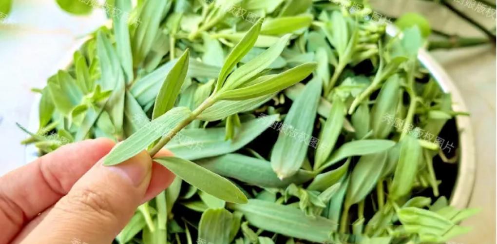 5月，這野菜是個寶貝，脆爽好吃，當菜又當藥，可惜很多人不懂吃